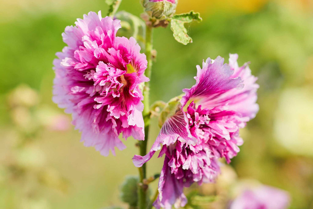 Queeny Purple Hollyhock Seeds - Magenta Flowers, Biennial, Direct Sow