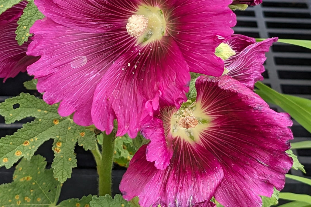 Queeny Purple Hollyhock Seeds - Magenta Flowers, Biennial, Direct Sow
