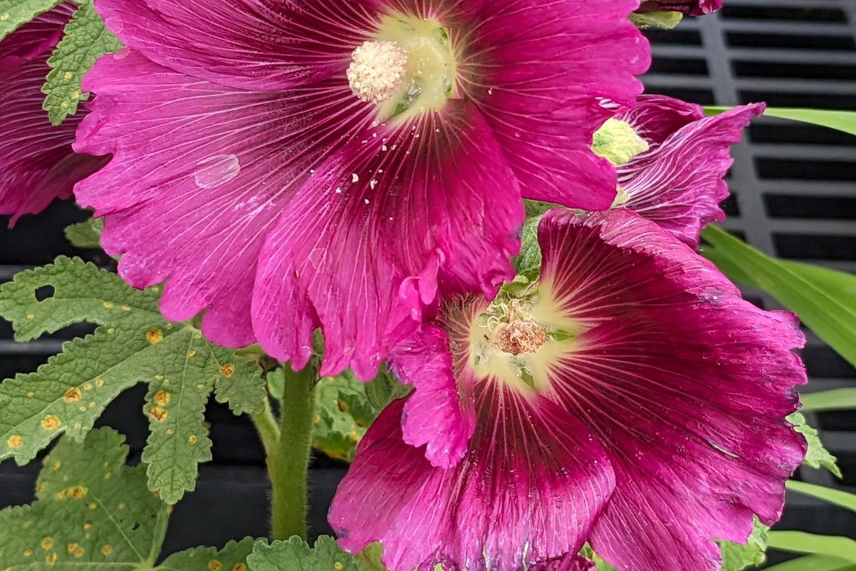 Queeny Purple Hollyhock Seeds - Magenta Flowers, Biennial, Direct Sow