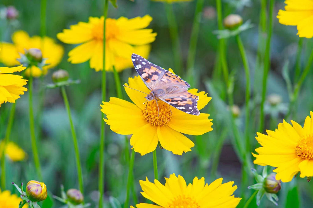 Lance Leaf Coreopsis Seeds - Coreopsis lanceolata (Non-GMO, Drought-Tolerant)