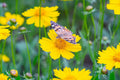 Lance Leaf Coreopsis Seeds - Coreopsis lanceolata (Non-GMO, Drought-Tolerant)