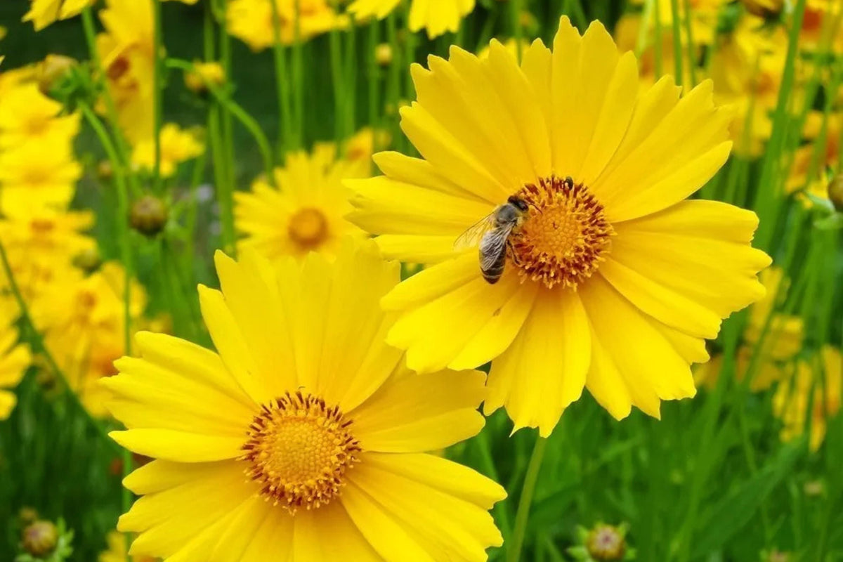 Lance Leaf Coreopsis Seeds - Coreopsis lanceolata (Non-GMO, Drought-Tolerant)