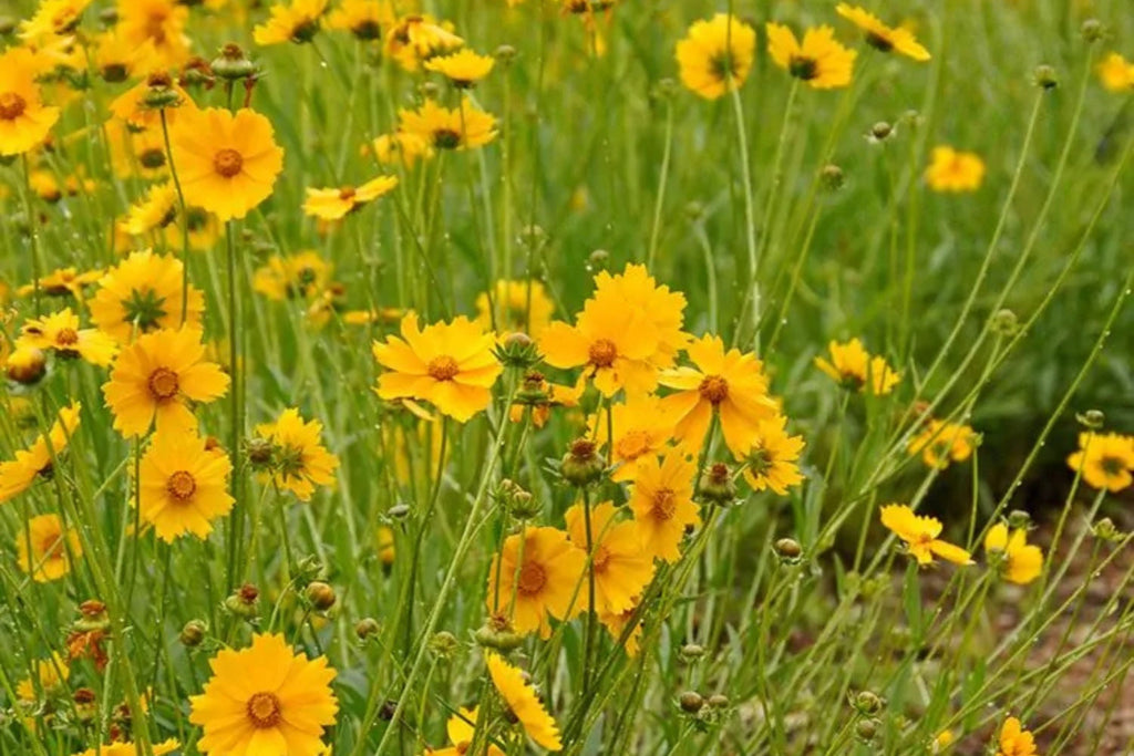 Lance Leaf Coreopsis Seeds - Coreopsis lanceolata (Non-GMO, Drought-Tolerant)