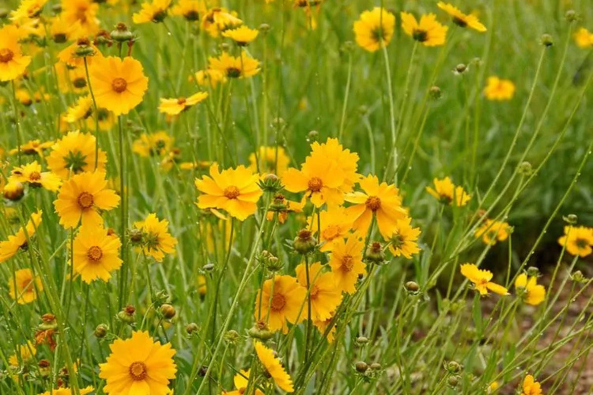 Lance Leaf Coreopsis Seeds - Coreopsis lanceolata (Non-GMO, Drought-Tolerant)