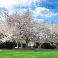 Yoshino Cherry Tree Prunus x yedoensis – Bareroot 1–2 ft • Pink & White Spring Blooms
