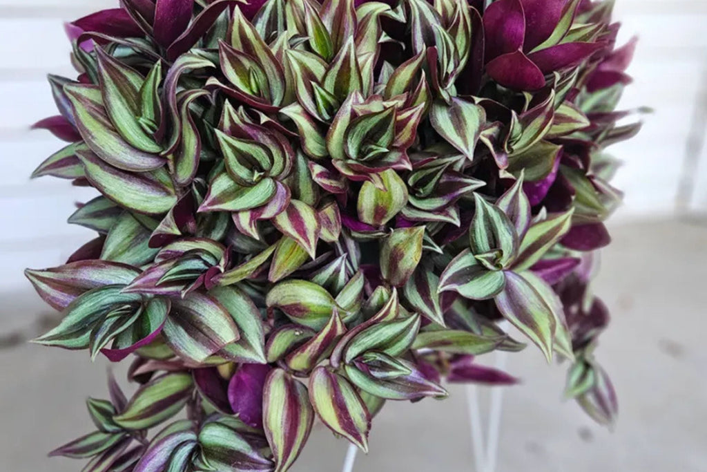Tradescantia Zebrina Cuttings - 5 Pack (Unrooted) Wandering Jew Houseplant