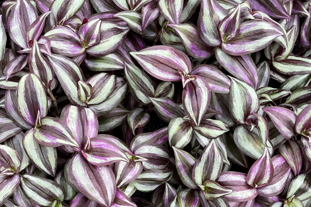 Tradescantia Zebrina Cuttings - 5 Pack (Unrooted) Wandering Jew Houseplant