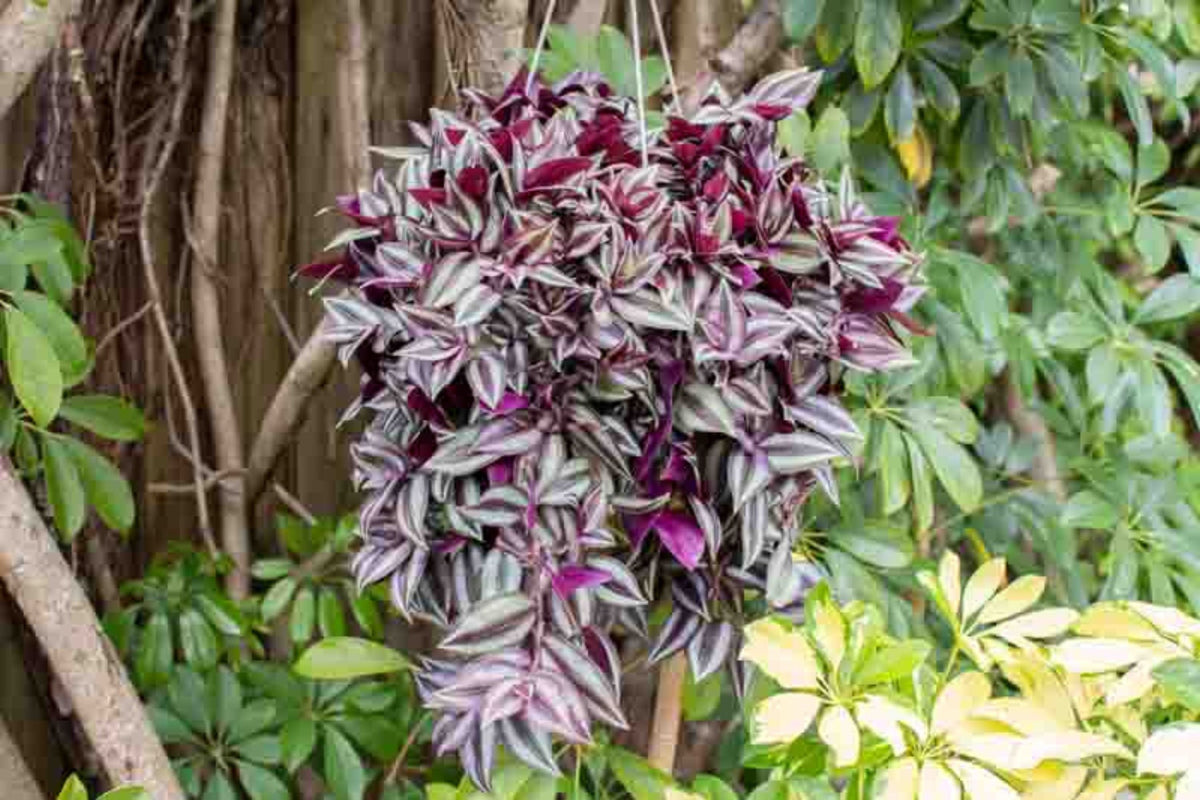Tradescantia Zebrina Cuttings - 5 Pack (Unrooted) Wandering Jew Houseplant