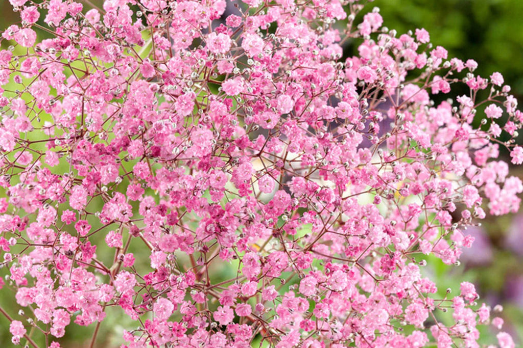 Pink Baby's Breath Seeds (Gypsophila elegans) - Light Pink, Non-GMO, Cut & Dried Flowers