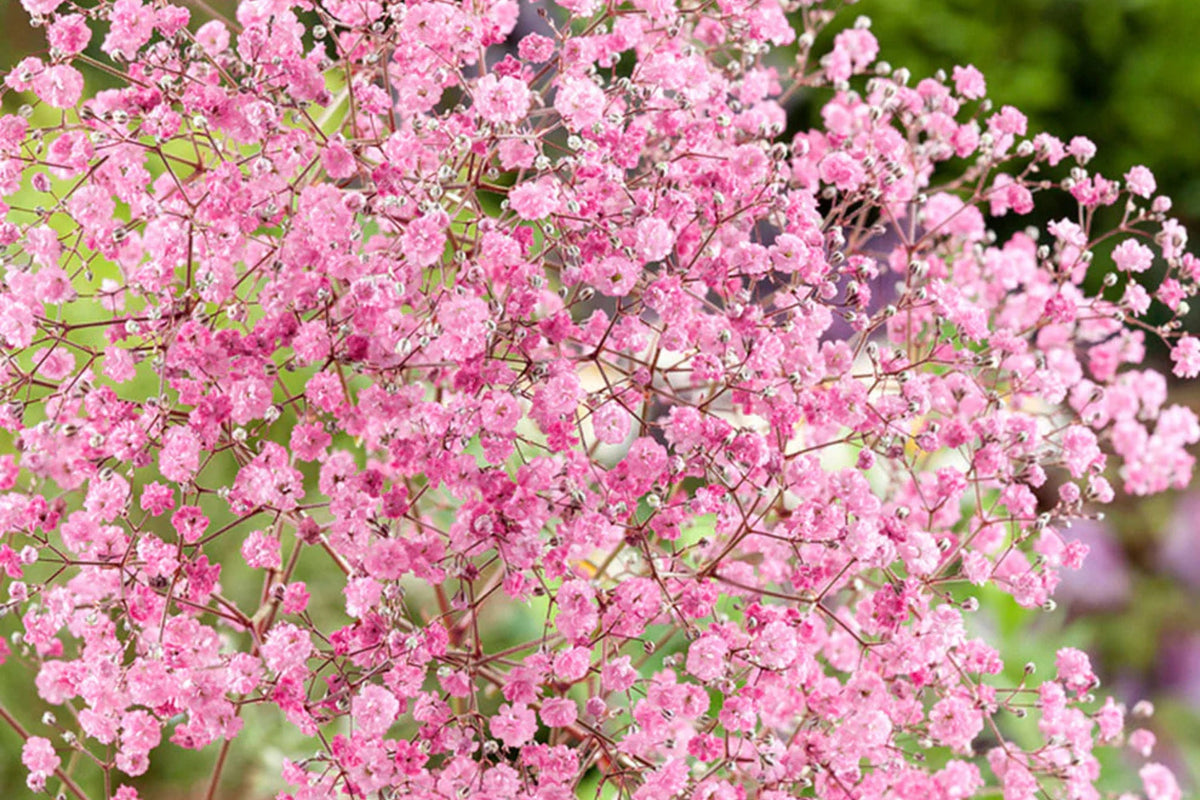 Pink Baby's Breath Seeds (Gypsophila elegans) - Light Pink, Non-GMO, Cut & Dried Flowers