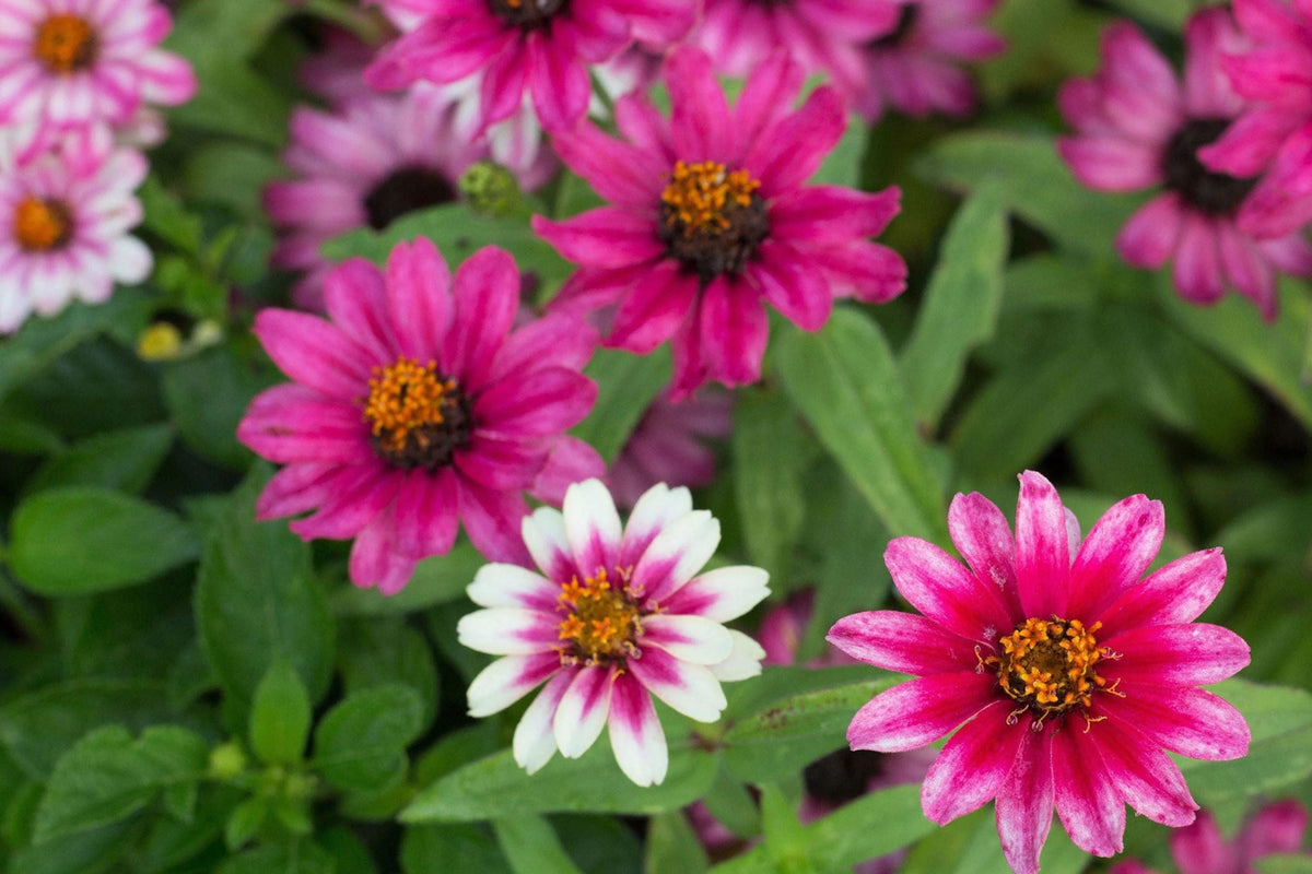 Profusion Cherry Bicolor Zinnia Seeds - 100+ Seeds, Disease-Resistant, Butterfly Garden