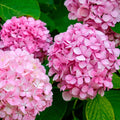 Pink Hydrangea Live Plant - Bareroot, 6–12", Dwarf Hardy Shrub, Zones 5–9