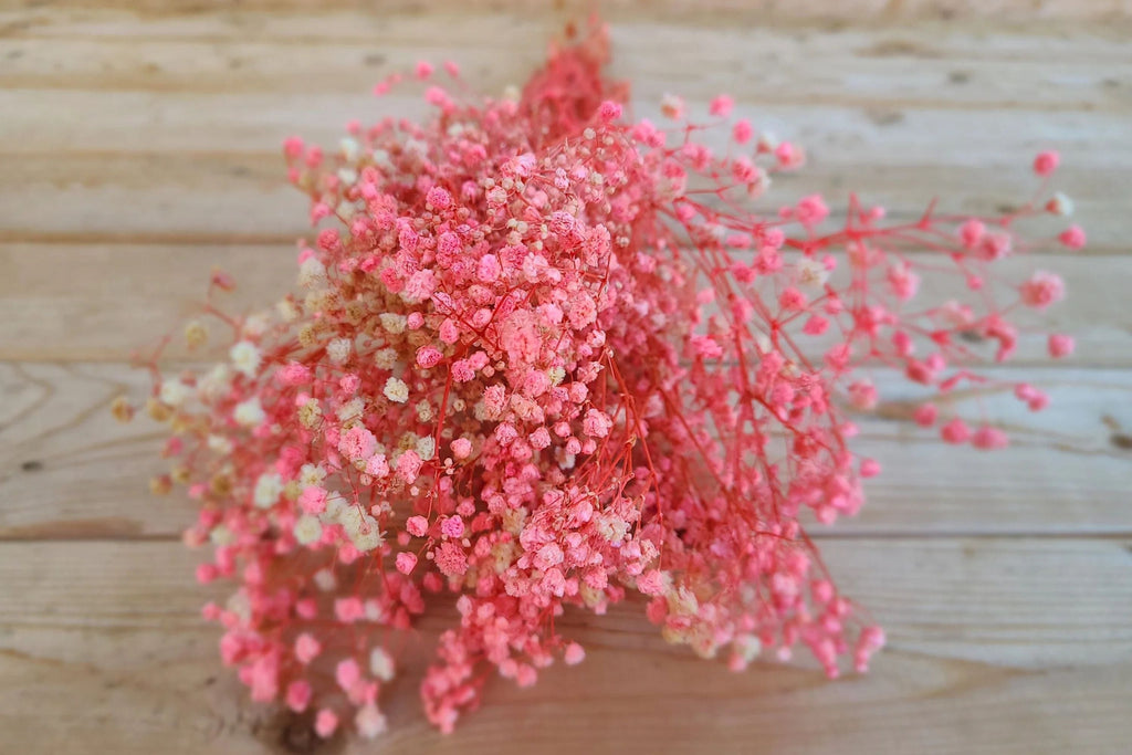 Pink Baby's Breath Seeds (Gypsophila elegans) - Light Pink, Non-GMO, Cut & Dried Flowers