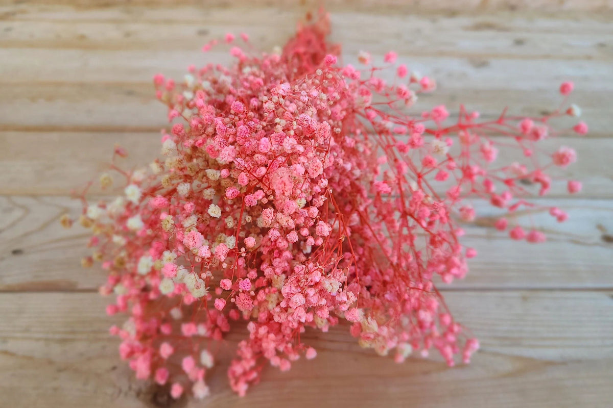 Pink Baby's Breath Seeds (Gypsophila elegans) - Light Pink, Non-GMO, Cut & Dried Flowers