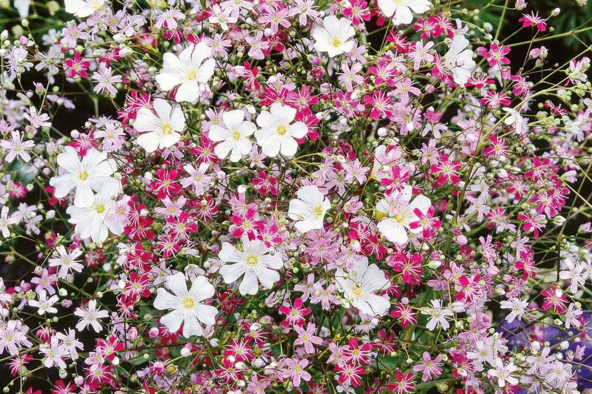 Pink Baby's Breath Seeds (Gypsophila elegans) - Light Pink, Non-GMO, Cut & Dried Flowers