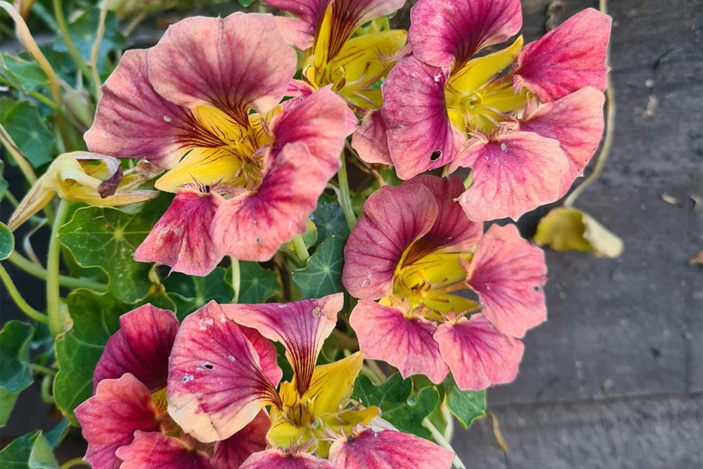 Purple Emperor Nasturtium Seeds - 50+ Purple Dark Blooms, Edible Flowers, Trailing Vine