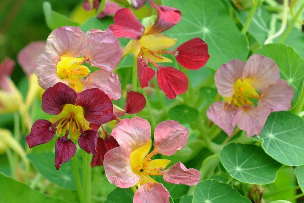 Purple Emperor Nasturtium Seeds - 50+ Purple Dark Blooms, Edible Flowers, Trailing Vine