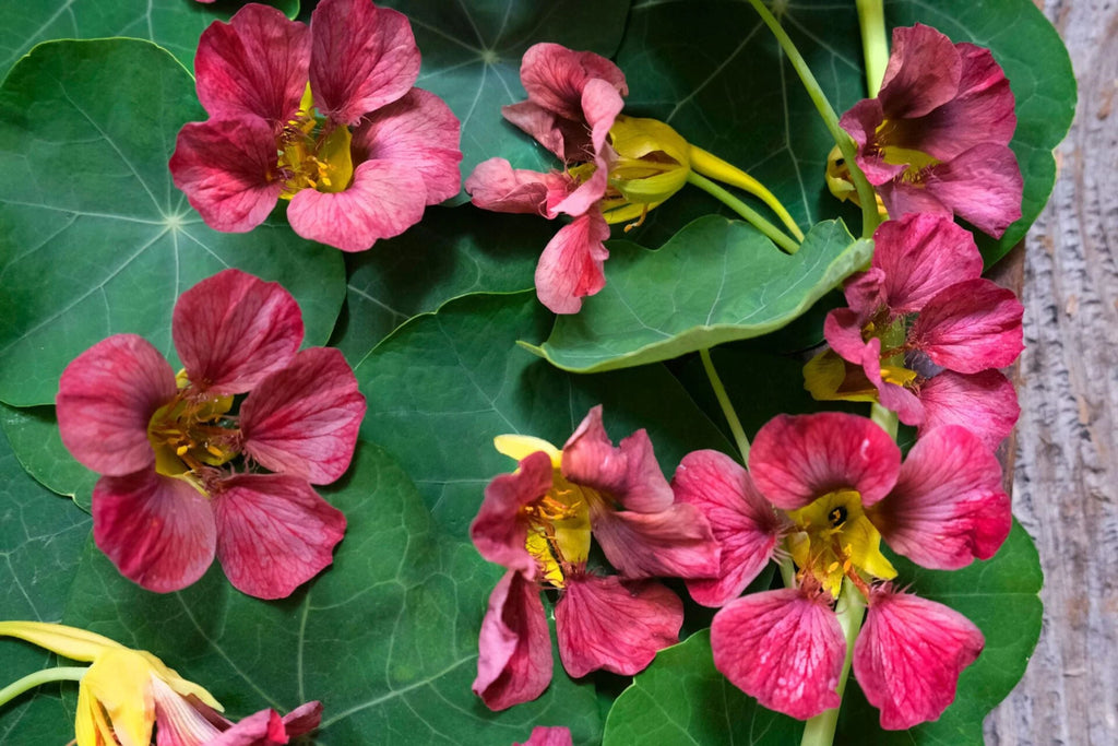 Purple Emperor Nasturtium Seeds - 50+ Purple Dark Blooms, Edible Flowers, Trailing Vine