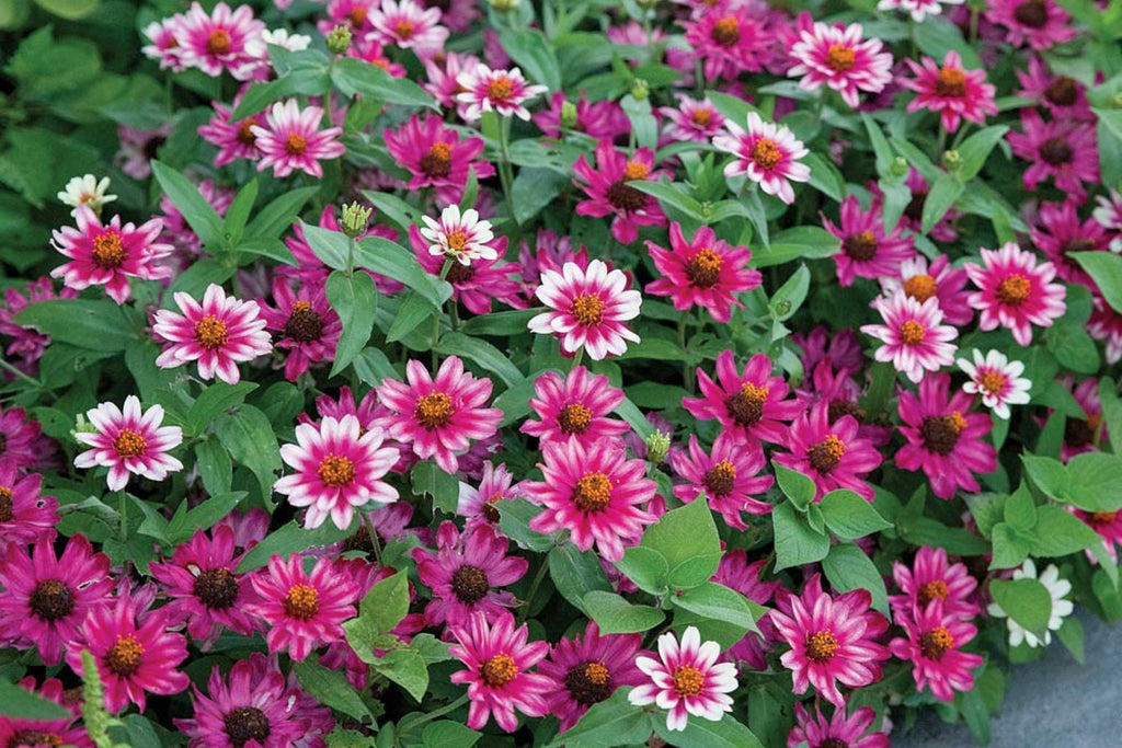 Profusion Cherry Bicolor Zinnia Seeds - 100+ Seeds, Disease-Resistant, Butterfly Garden
