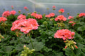 Patriot Salmon Geranium Seeds - 25+ USA-Grown Pelargonium x hortorum