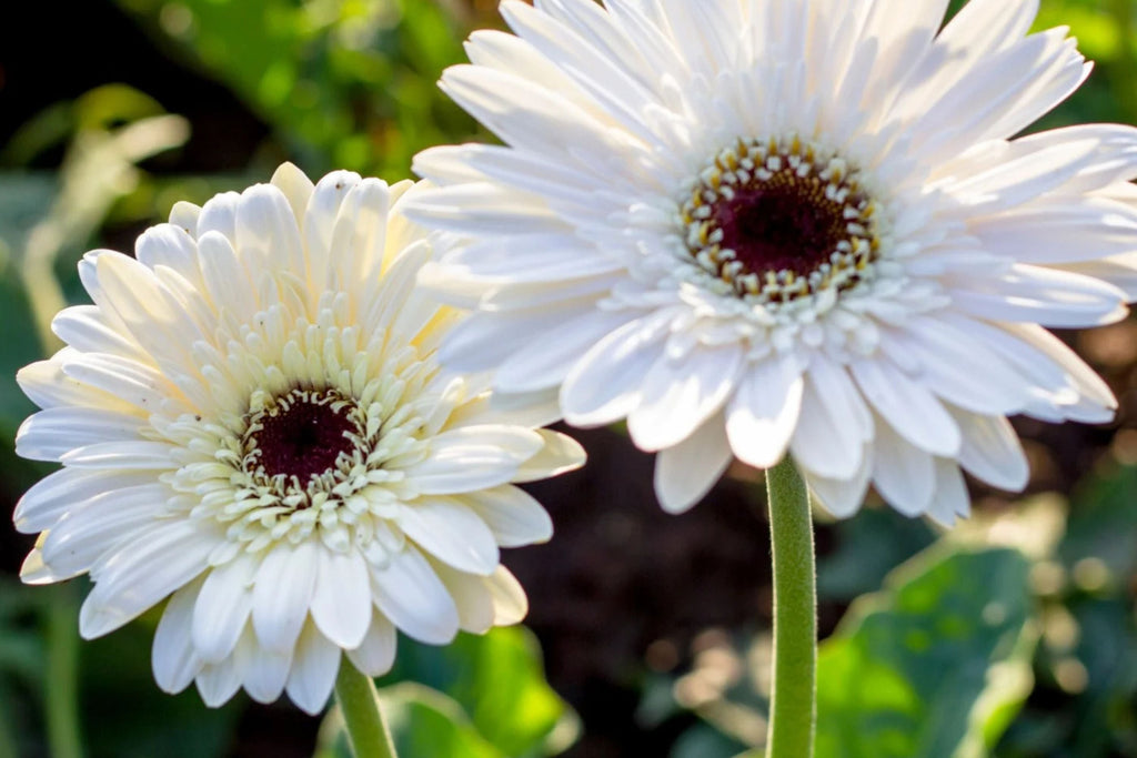 White Gerbera Daisy Seeds - 200+ Premium Seeds, USA Grown