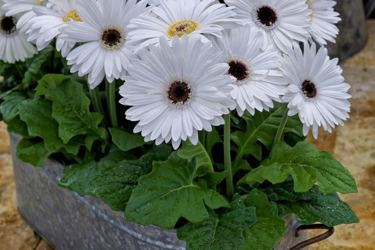 White Gerbera Daisy Seeds - 200+ Premium Seeds, USA Grown