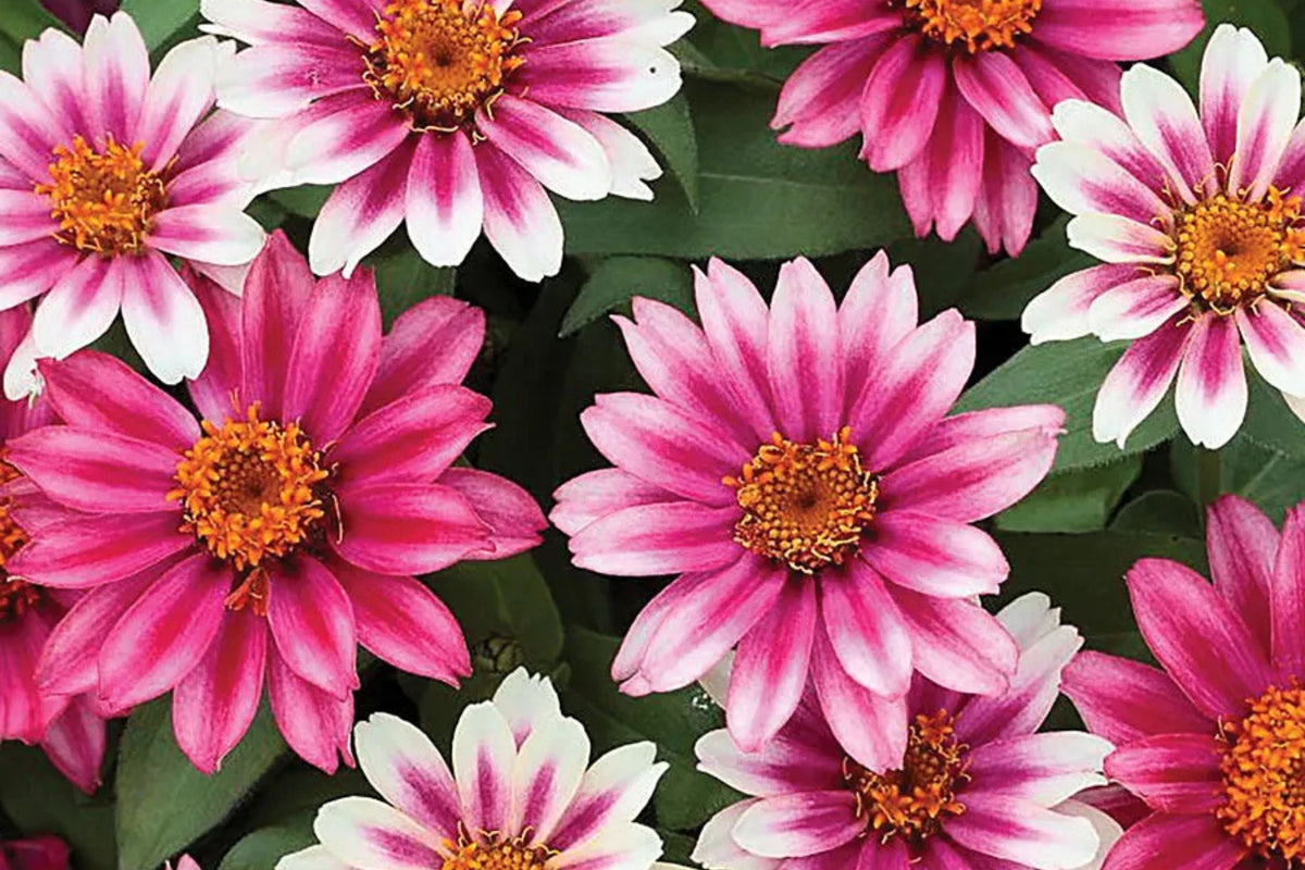 Profusion Cherry Bicolor Zinnia Seeds - 100+ Seeds, Disease-Resistant, Butterfly Garden