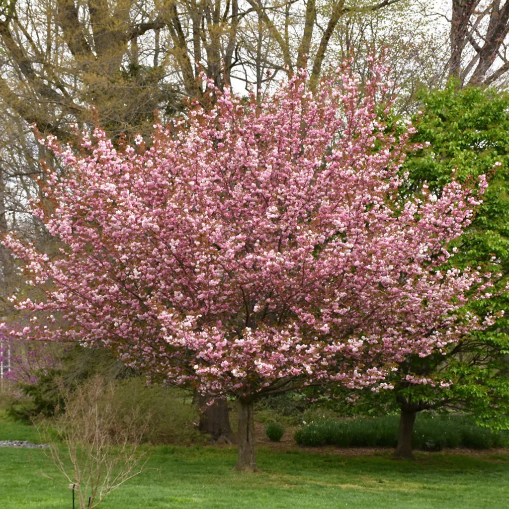 Kwanzan Cherry Tree - 1 Bare Root 1–2 ft Tall Prunus serrulata 'Kanzan' with Pink Double Flowers