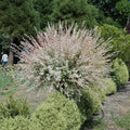 Dappled Willow Tree Hakuro Nishiki Bare Root 1–2 ft | Salix integra | Tricolor Foliage