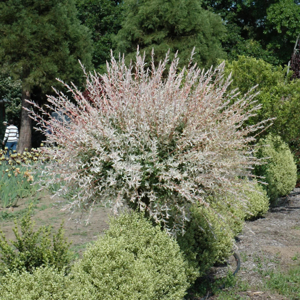 Dappled Willow Tree Hakuro Nishiki Bare Root 1–2 ft | Salix integra | Tricolor Foliage