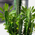 African Milk Bush Euphorbia trigona Live Plant | Easy-Care Succulent