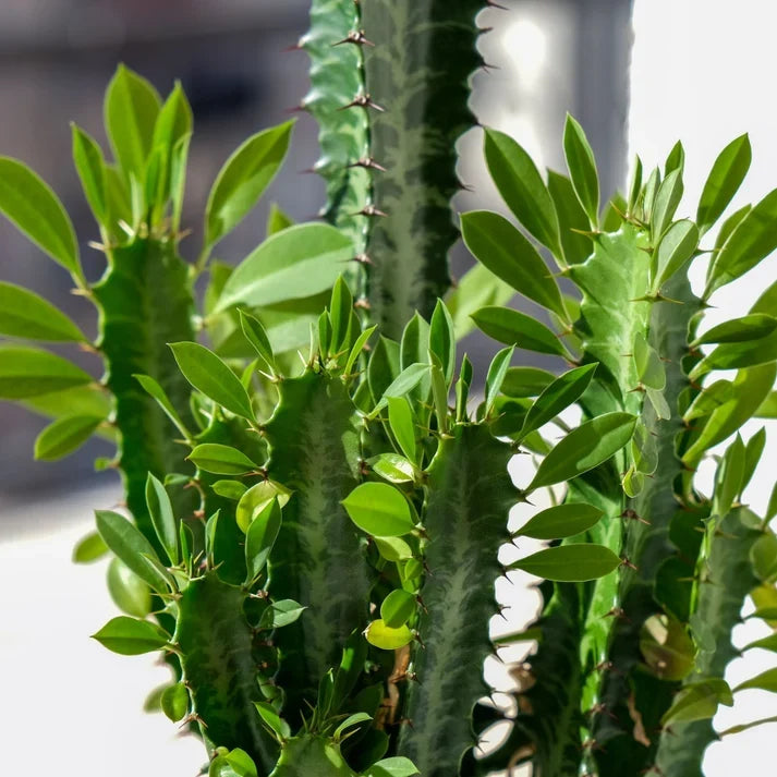 African Milk Bush Euphorbia trigona Live Plant | Easy-Care Succulent