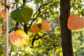 Tanenashi Persimmon Tree (Diospyros kaki) - 1 Live Well-Rooted Tree up to 2ft tall