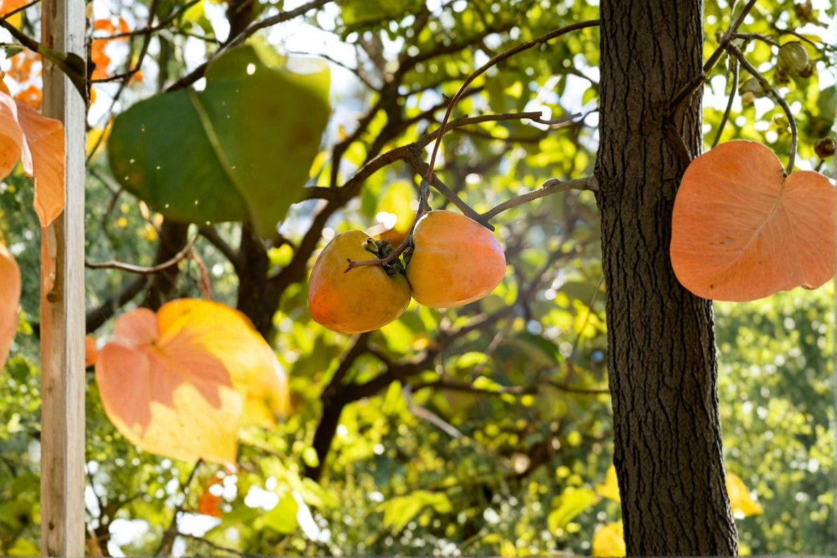 Tanenashi Persimmon Tree (Diospyros kaki) - 1 Live Well-Rooted Tree up to 2ft tall