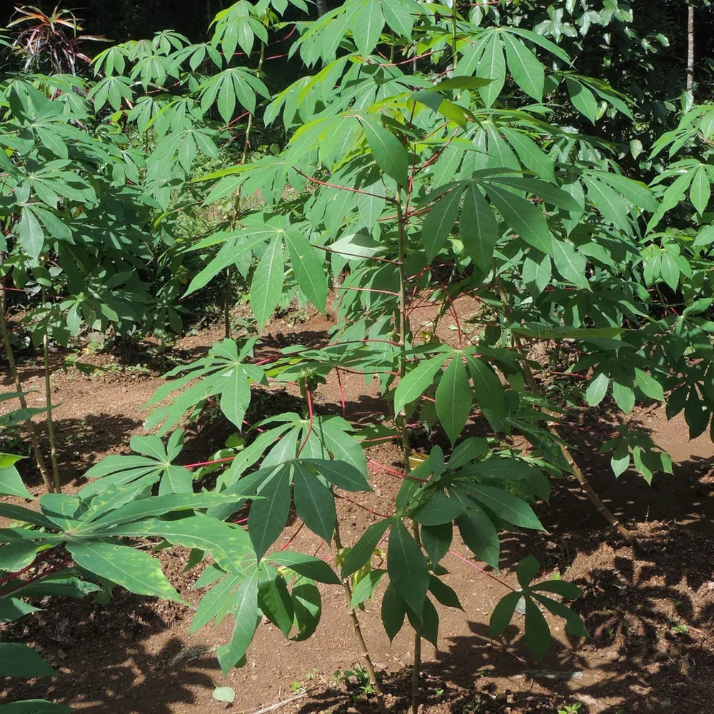Cassava Cuttings (Manihot esculenta) – 4 Unrooted 6–8" Stems for Tropical Landscaping