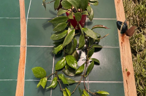 Hoya Sunrise Single-Node Cutting – Unrooted, Indoor Trailing Houseplant