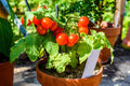 Cherry Tomato Plants - 3 Live Bare Root Starter Plants Solanum lycopersicum