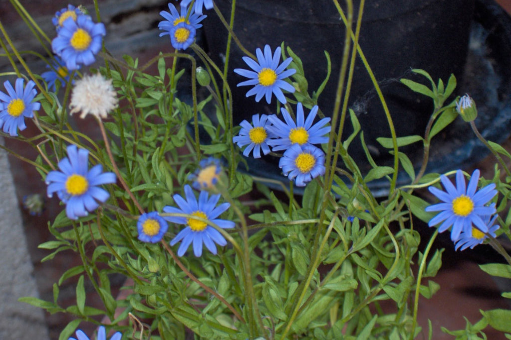 Blue Marguerite Daisy Seeds – 200+ Seeds | Argyranthemum frutescens