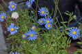 Blue Marguerite Daisy Seeds – 200+ Seeds | Argyranthemum frutescens