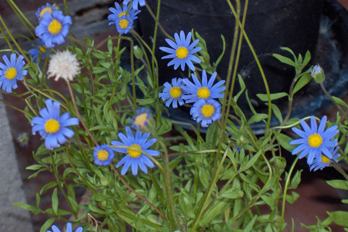 Blue Marguerite Daisy Seeds – 200+ Seeds | Argyranthemum frutescens