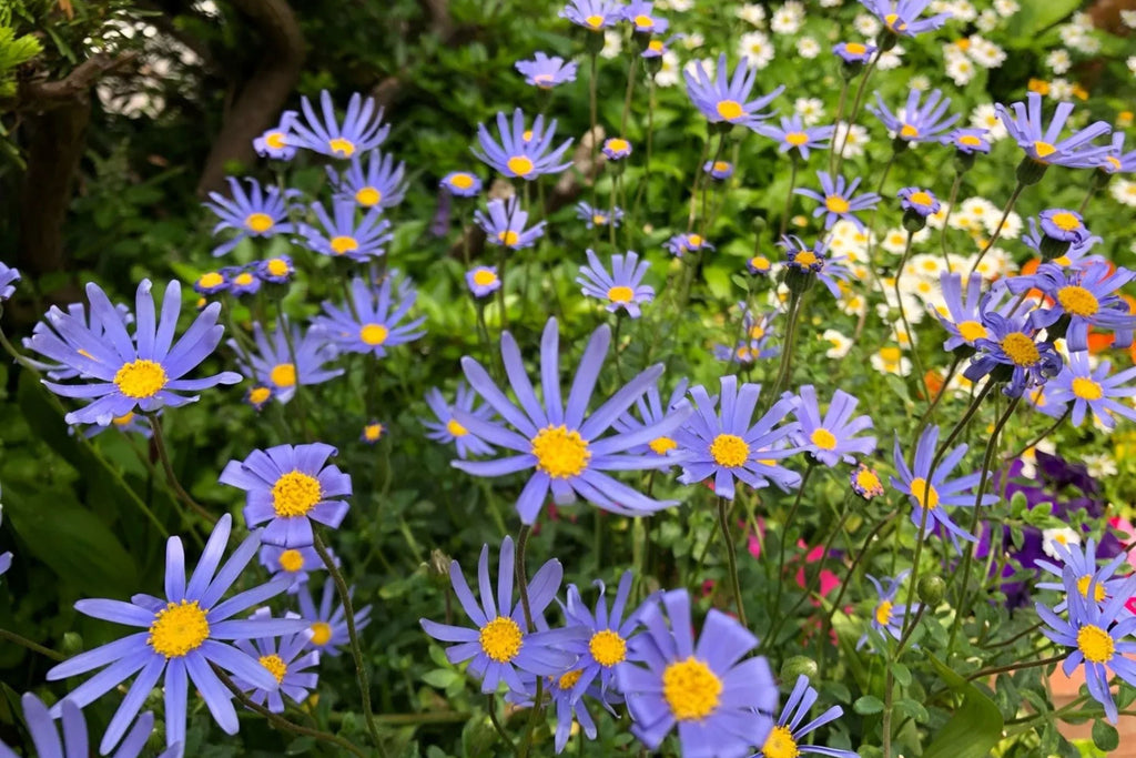 Blue Marguerite Daisy Seeds – 200+ Seeds | Argyranthemum frutescens