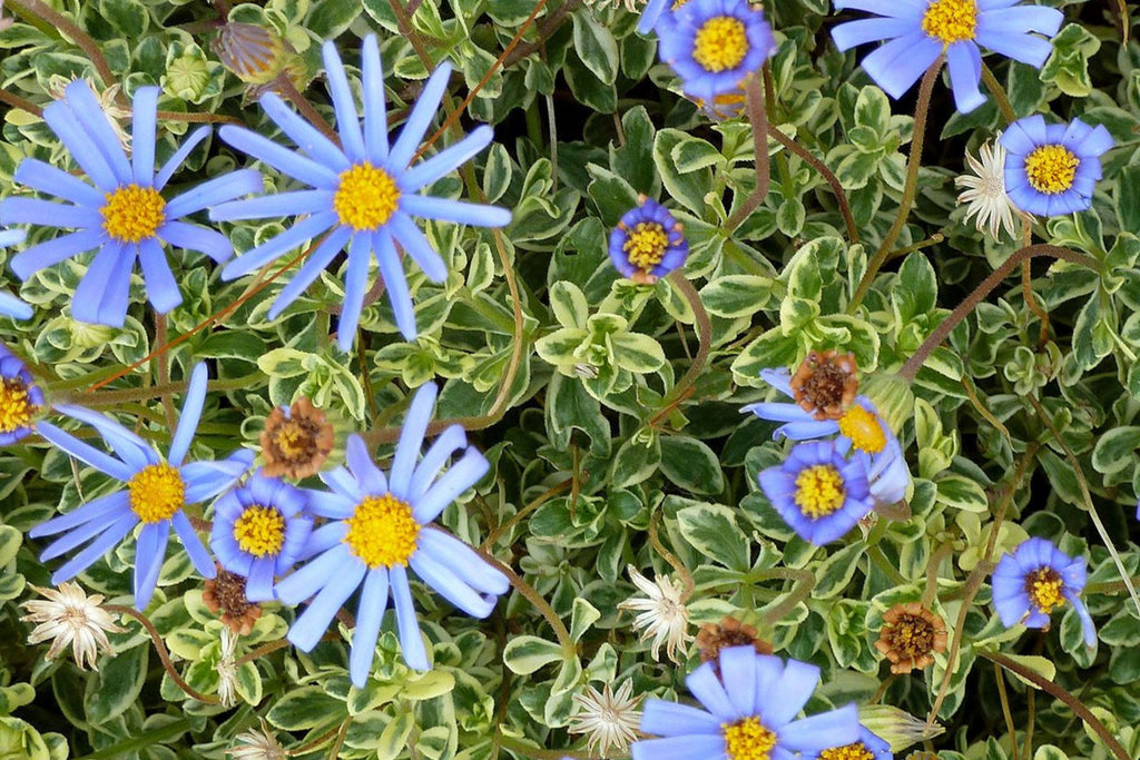 Blue Marguerite Daisy Seeds – 200+ Seeds | Argyranthemum frutescens