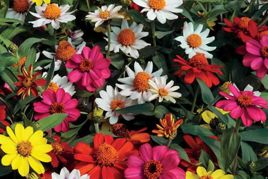 Zahara Double Brilliant Mix Zinnia Seeds – 100+ hybrid seeds, disease-resistant