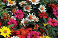 Zahara Double Brilliant Mix Zinnia Seeds – 100+ hybrid seeds, disease-resistant