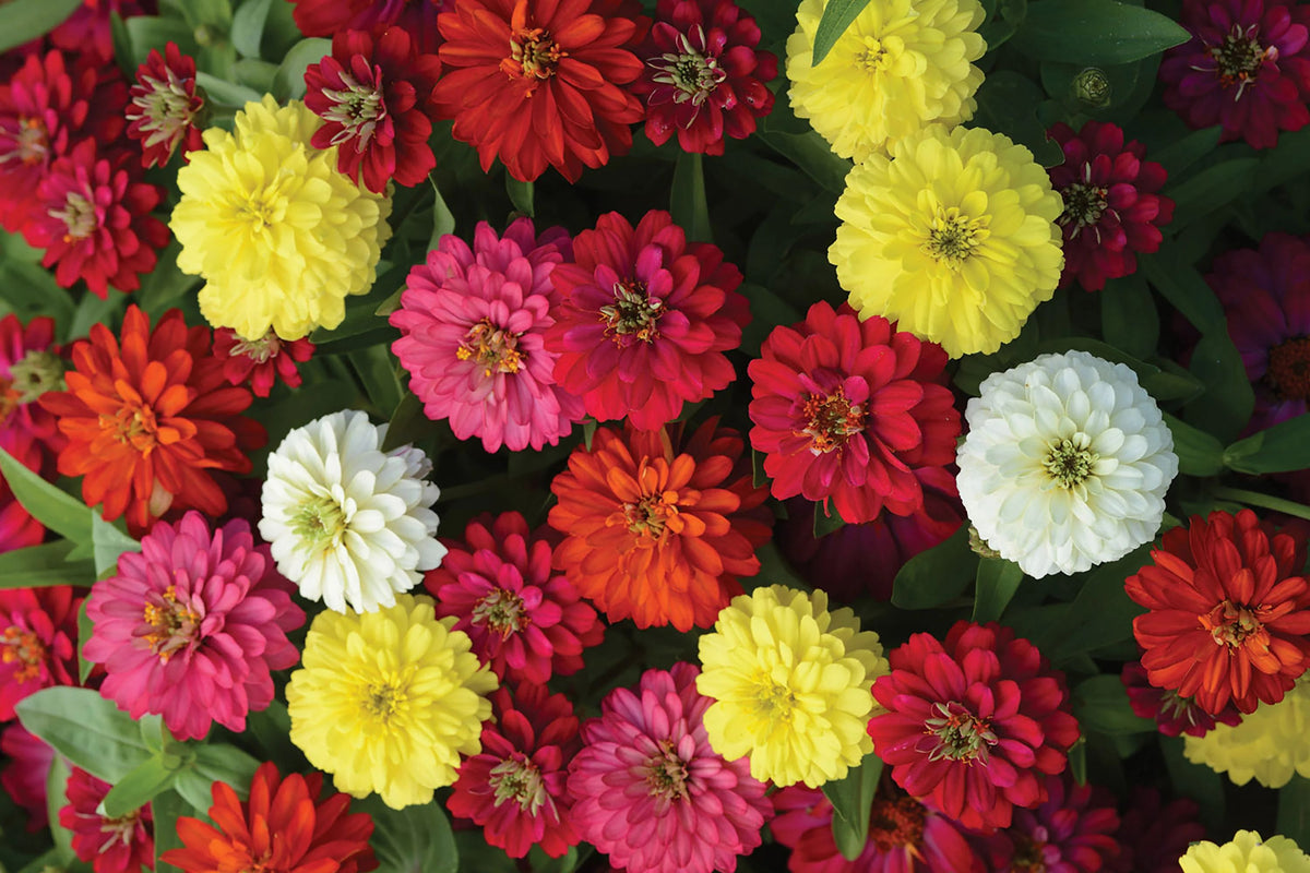 Zahara Double Brilliant Mix Zinnia Seeds – 100+ hybrid seeds, disease-resistant