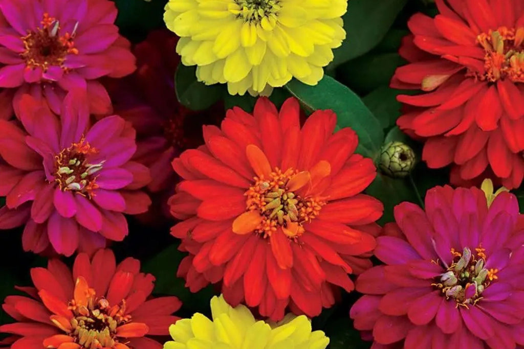 Zahara Double Brilliant Mix Zinnia Seeds – 100+ hybrid seeds, disease-resistant