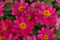 Profusion Double Hot Cherry Zinnia Seeds - 100+ Premium Seeds, USA-Grown