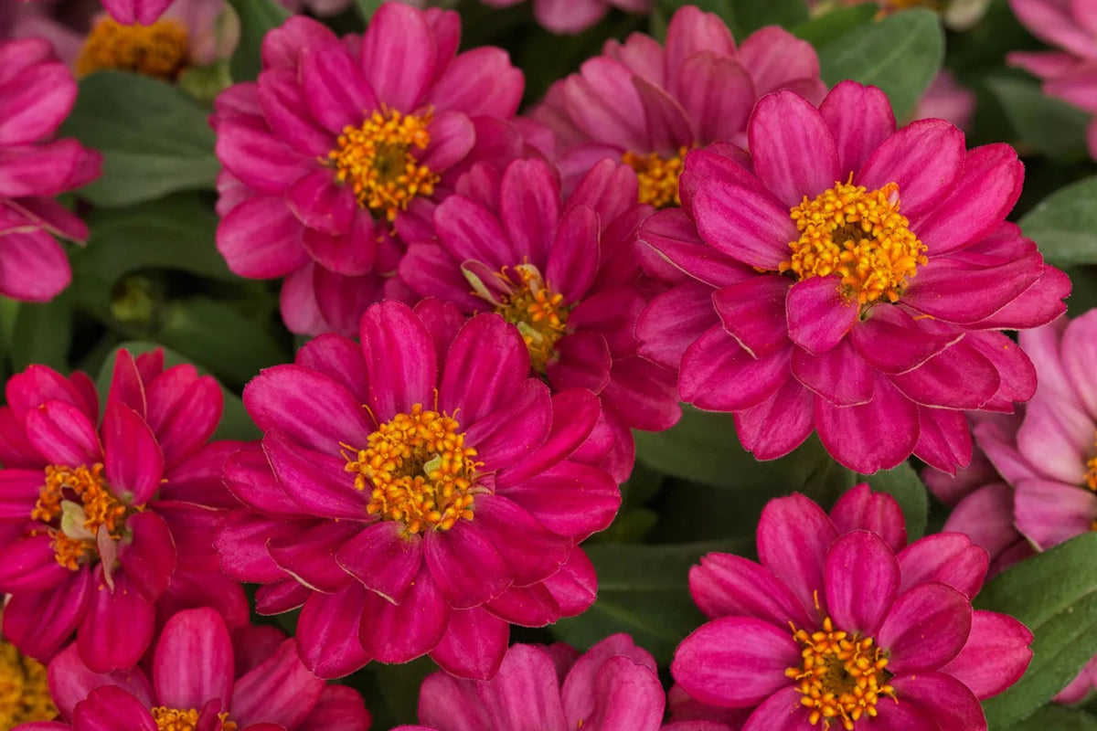 Profusion Double Hot Cherry Zinnia Seeds - 100+ Premium Seeds, USA-Grown