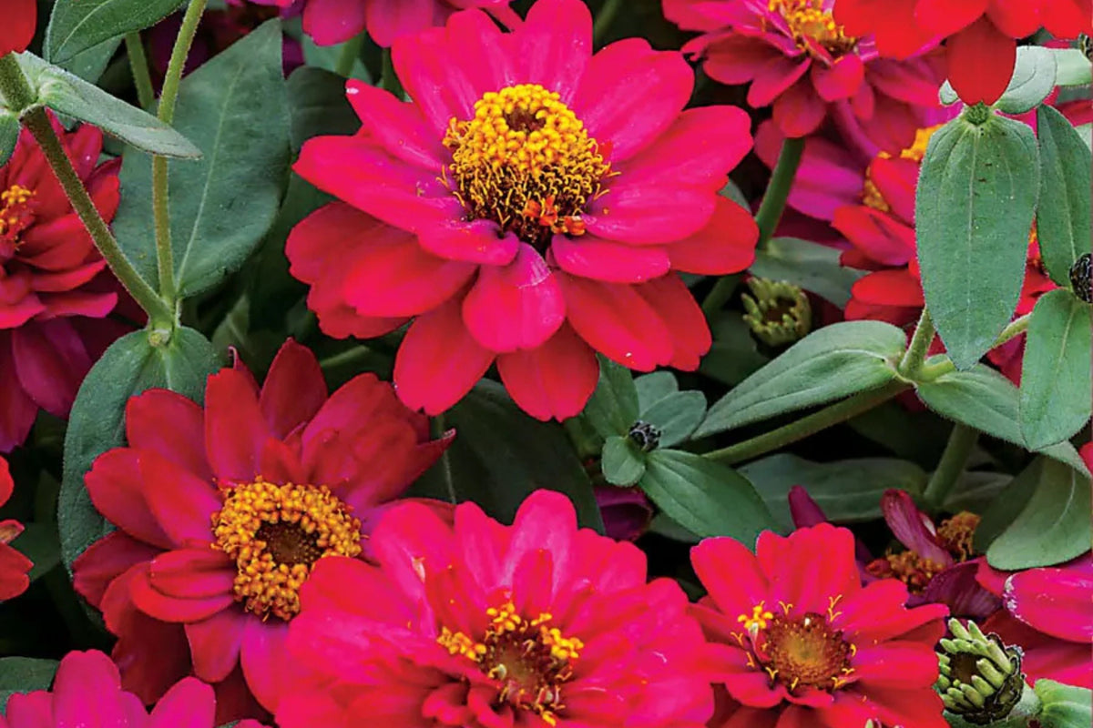 Profusion Double Hot Cherry Zinnia Seeds - 100+ Premium Seeds, USA-Grown