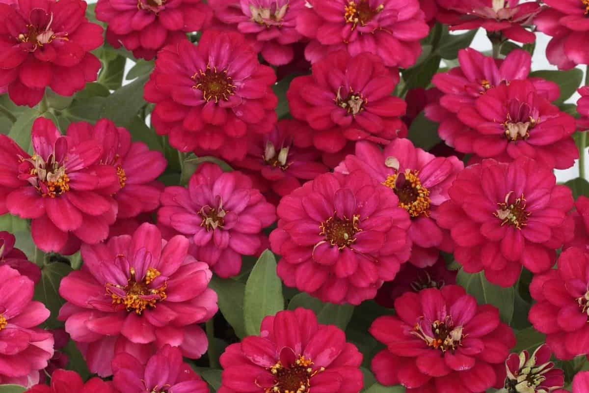 Profusion Double Hot Cherry Zinnia Seeds - 100+ Premium Seeds, USA-Grown